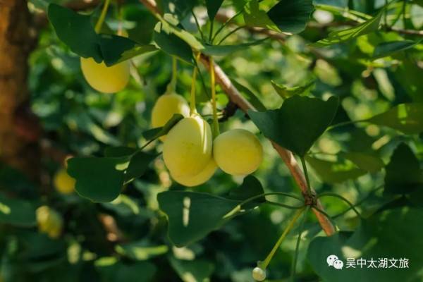 夏去秋来扒一三亿体育app扒姑苏人最爱的“贴膘”美食餐饮(图7)